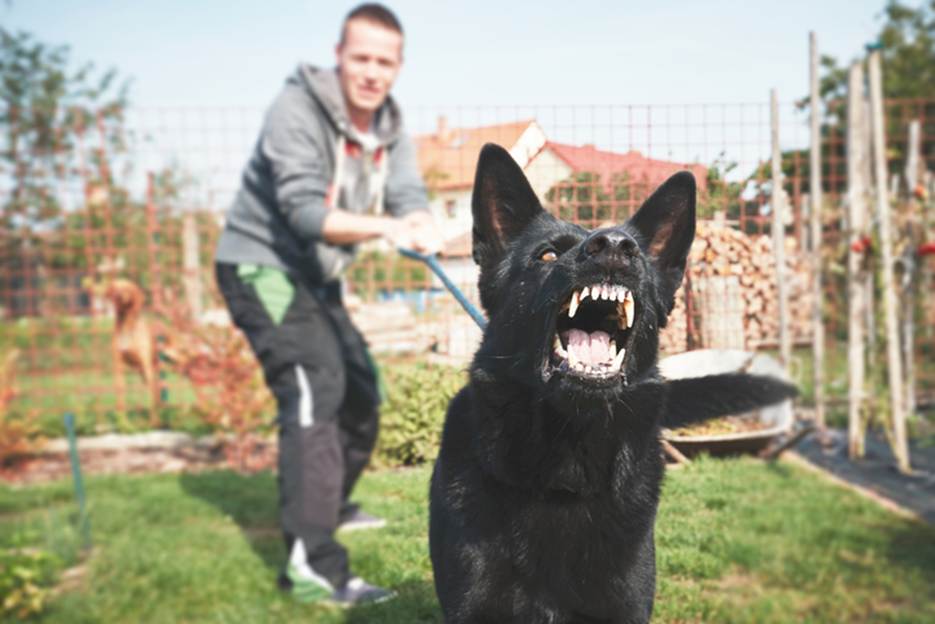 A dog with teeth showing

AI-generated content may be incorrect.